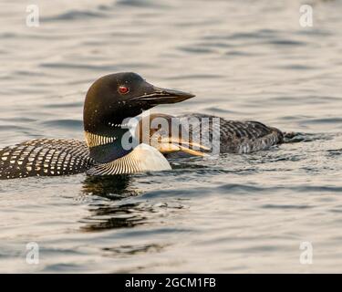 Gewöhnliche Loon mit jungen unreifen Babyloon Nahaufnahme Profilansicht Schwimmen in ihrer Umgebung und Lebensraum Umgebung. Loon-Bild. Hochformat. Bild. Stockfoto