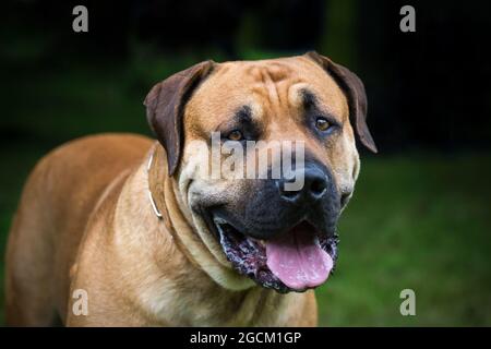 Boerboel Stockfoto