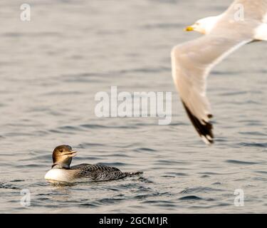 Gemeiner Loon unreifer junger Vogel, der schwimmt und einer Möwe zuschaut, die in seiner Umgebung und Umgebung hinüberfliegt und ihr aufwachsendes Stadium zeigt. Loon. Stockfoto