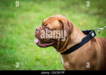 Dogue De Bordeaux, Französisch Mastiff Stockfoto