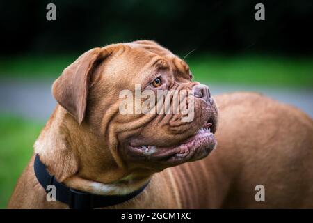 Dogue De Bordeaux, Französisch Mastiff Stockfoto