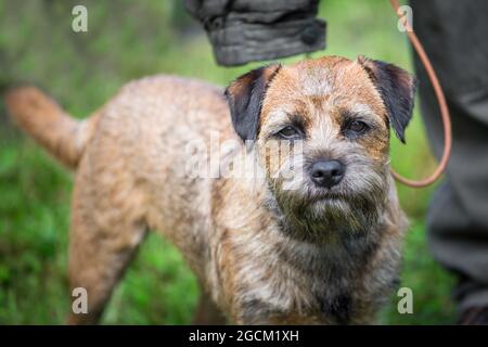 Border Terrier Stockfoto