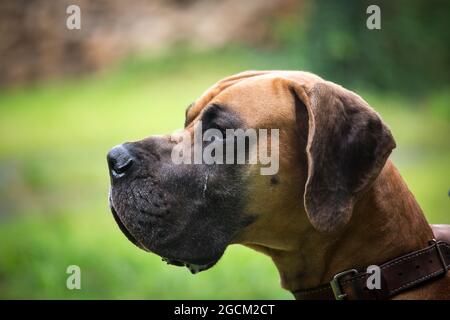 Deutsche Dogge Stockfoto