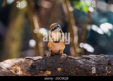 Schöner Vogel mit Nackenschnäpfchen, Lachdrossel (Garrulax pectoralis), der auf dem Zweig im Wald, Thailand, sitzend ist Stockfoto