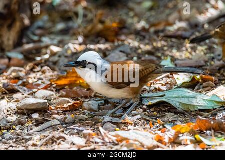 Weißklatschdrossel (Garrulax leucolophus), in freier Wildbahn auf einem Holzbalken thront Stockfoto