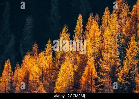 Goldener Herbst Im Wald Mit Orangefarbenen Blättern Auf Bäumen Stockfoto