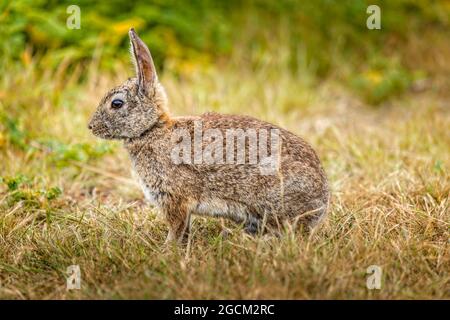 Wildschwanzkaninchen aus Baumwolle sitzt im Gras Stockfoto
