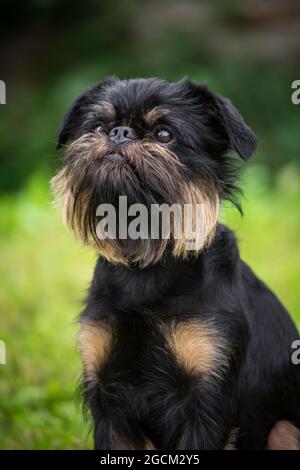 Belgischer Griffon, Griffon Belge Stockfoto