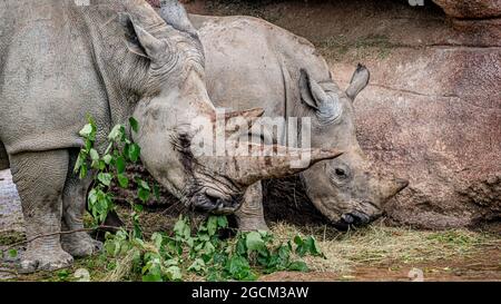 Zwei weiße Nashorn grasen. Nashorn mit Vierkantlippen. Ceratotherium simum. Porträt von Mutter und Baby Nashörner. Stockfoto