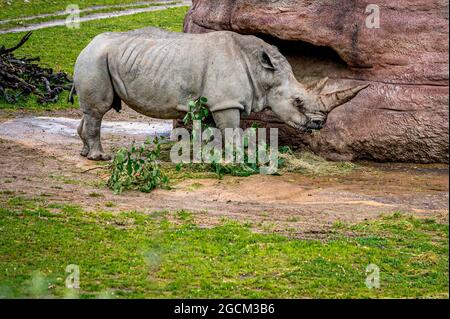 Ein weißes Nashorn weidet. Nashorn mit Vierkantlippen. Ceratotherium simum. Stockfoto