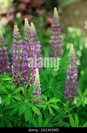 Violette und violette Lupinenblüten wachsen im grünen Gras einer Gartenrase vor einem Dorfhaus Stockfoto