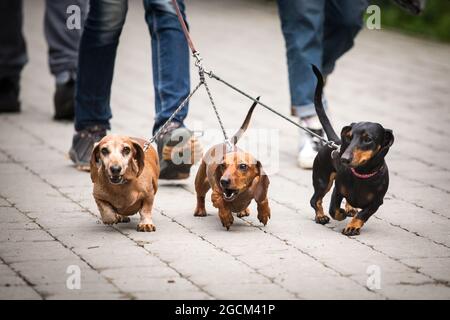 Drei Dachshunds ziehen an der Leine Stockfoto