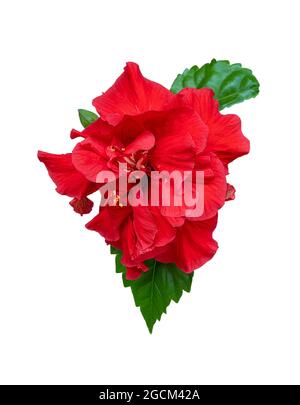 Hibiskus isoliert auf weißem Hintergrund. Rote Blume, Blatt und Knospe der Teepflanze in roter Farbe. Chinesische Rose. Sudanesischer Frottee-Hibiskus Stockfoto