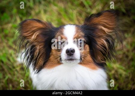 Continental Toy Spaniel, Papillon Hund Stockfoto