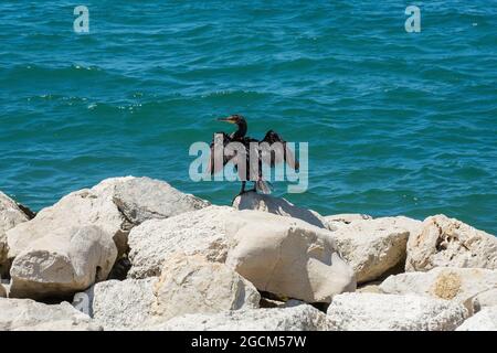 Ein Kormoran dehnt seine Flügel aus, um sie auf einem Felsen an der Küste von Porec in Istrien, Kroatien, zu trocknen Stockfoto