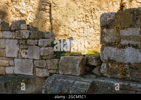 Eine Möwe steht auf einer historischen alten Steinmauer im Zentrum der mittelalterlichen Küstenstadt Porec in Istrien, Kroatien Stockfoto