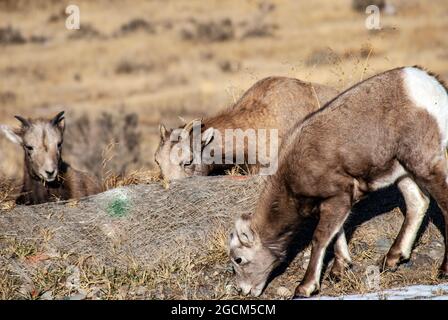 Dickhornschaflamm und zwei Mutterschafe, Yellowstone-Nationalpark Stockfoto
