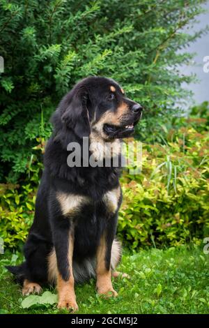 Do Khyi, Tibetischer Mastiff Stockfoto