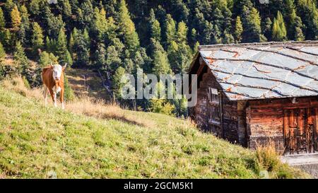Kuh auf einer Weide bei einem Dorf in den Schweizer Alpen Stockfoto