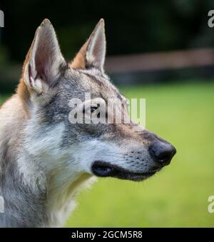 Tschechoslowakischer Wolfdog, Tschechischer Wolfhound Stockfoto