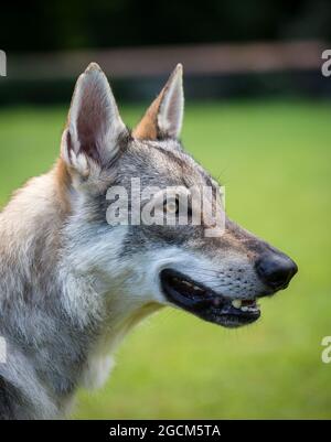 Tschechoslowakischer Wolfdog, Tschechischer Wolfhound Stockfoto