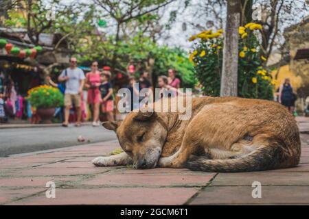 . Wundervolle Aussicht auf die alte Straße, die mit bunten Seidenlaternen dekoriert ist. Hoi an (Hoi an), Vietnam - 12. März 2020. Stockfoto