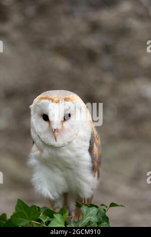 Barn Owl (Tyto Alba) im National Bird of Prey Center, Russborough House, County Wicklow, Irland Stockfoto