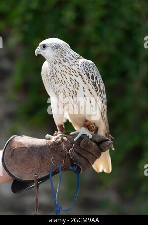 Gyrfalcon (Falco Rusticolus) am Handlerhund im National Bird of Prey Center, Russborough House, County Wicklow, Irland Stockfoto