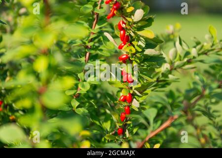 Reife rote helle Früchte von Berberbeeren auf einem grünen Busch Stockfoto