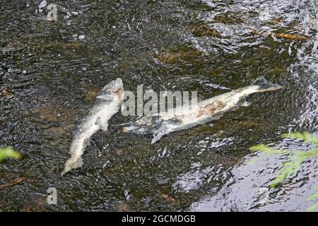 Toter Chinook-Lachs, der bereits hervorgebracht wurde, verrottet im Ketchikan River in der Innenstadt von Ketchikan, Alaska. Ihre Körper werden das junge Baby ernähren Stockfoto