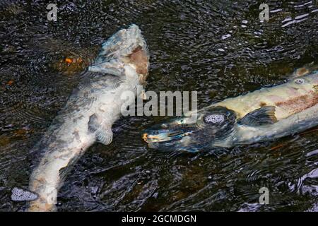 Toter Chinook-Lachs, der bereits hervorgebracht wurde, verrottet im Ketchikan River in der Innenstadt von Ketchikan, Alaska. Ihre Körper werden das junge Baby ernähren Stockfoto