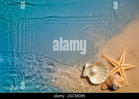 Seesterne und Muschel am Sommerstrand im Meerwasser. Sommerhintergrund Stockfoto