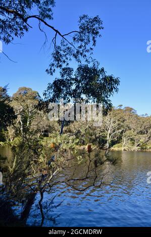 Wentworth Falls Lake in den Blkue Mountains Stockfoto