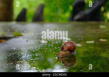 Große Schnecke gleitet auf dem nassen Boden im Sommergarten. Große Weichtierschnecken mit hellbraun gestreifter Muschel, die auf Moos kriechen. Stockfoto