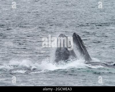 Buckelwal, Megaptera novaeangliae, Luftblasennetzfütterung in der Peril Strait, Südost-Alaska, USA Stockfoto