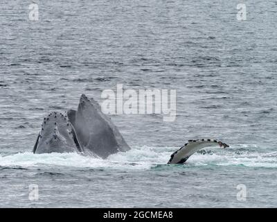 Buckelwal, Megaptera novaeangliae, Luftblasennetzfütterung in der Peril Strait, Südost-Alaska, USA Stockfoto