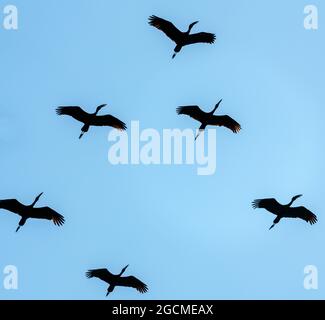 Teil eines Fluges von African Openbill Storks I im Okavango Delta Botswana Afrika Stockfoto