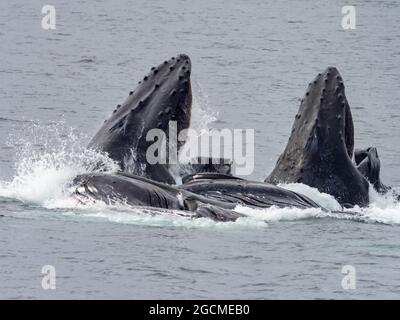 Buckelwal, Megaptera novaeangliae, Luftblasennetzfütterung in der Peril Strait, Südost-Alaska, USA Stockfoto