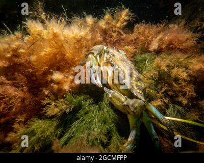 Eine Krabbe zwischen Algen und Steinen. Bild aus dem Sound, zwischen Schweden und Dänemark Stockfoto