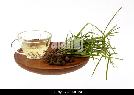 Cyperus rotundus isolierter weißer Hintergrund Stockfoto