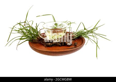 Cyperus rotundus isolierter weißer Hintergrund Stockfoto