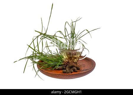 Cyperus rotundus isolierter weißer Hintergrund Stockfoto