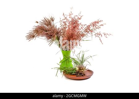Cyperus rotundus isolierter weißer Hintergrund Stockfoto