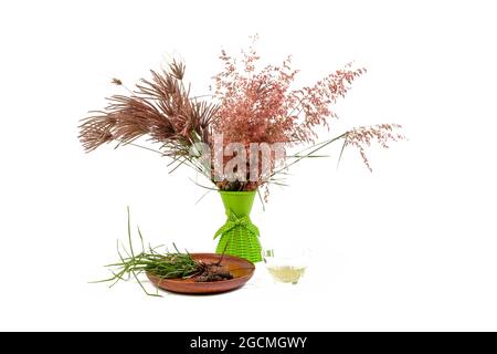 Cyperus rotundus isolierter weißer Hintergrund Stockfoto