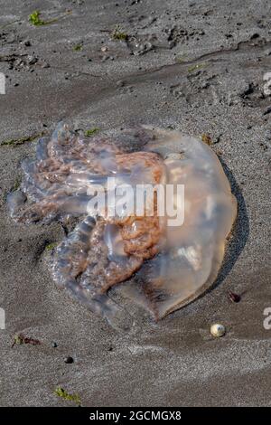 Große Quallen am Strand, Quallen an Land, Quallen am Sandstrand, gestrandete Quallen, Quallen am Strand. Stockfoto