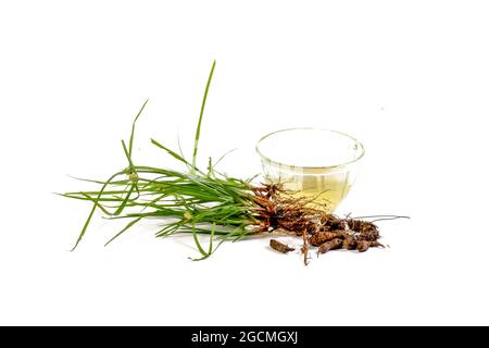 Cyperus rotundus isolierter weißer Hintergrund Stockfoto