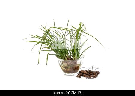 Cyperus rotundus isolierter weißer Hintergrund Stockfoto