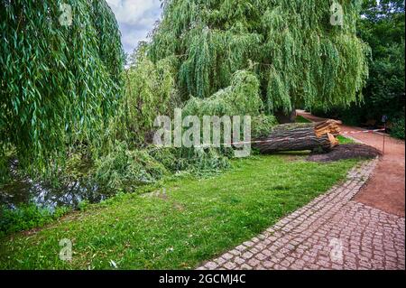 Foto eines alten Baumes, der in einem Park abgebrochen ist. Stockfoto