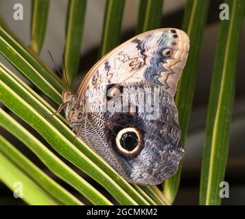 Tropische Eule Schmetterling - Caligo Memnon Stockfoto