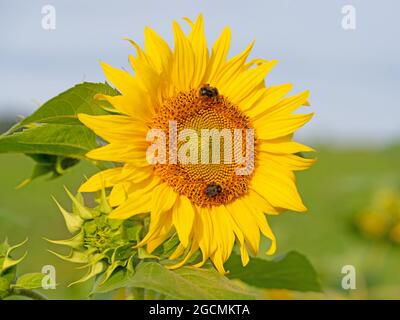 Sonnenblume, Helianthus annuus, in einer Nahaufnahme Stockfoto